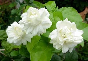 Platone Jasmine Plant Indian Jasmine Plant(Mogra)-thumb1