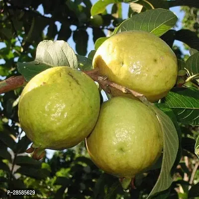 Platone Guava Plant Guava