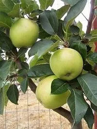 Platone Elephant Apple Plant Click apple plant-thumb1