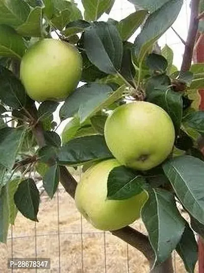 Platone Elephant Apple Plant Click apple plant-thumb2