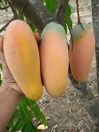 Platone Mango Plant Hybrid Rare Thailand Variety Mango Live Plant. Thai banana Shaped mango.CF00991-thumb1