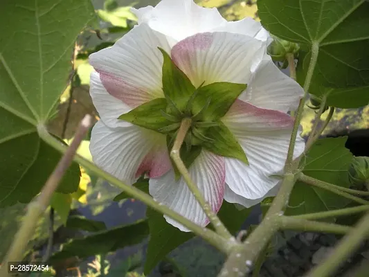 Platone Lotus Plant White_lotus_05_Plant