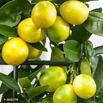 Platone Lemon Plant LemonPlant P01