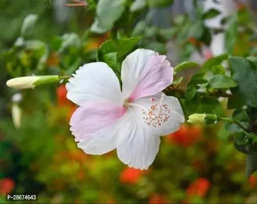 Platone Hibiscus Plant White hibiscus plant-thumb2