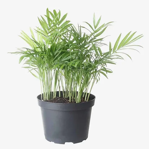 Best Selling Plant & Planters 