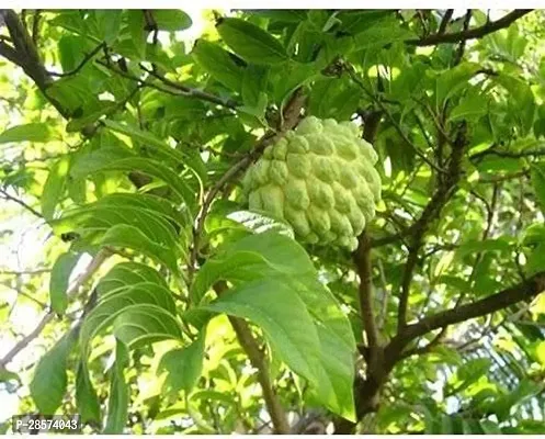 Platone Annona ReticulataBullocks Heart Plant Rare Sugar-Apple Sitafal Fruit Plant-thumb2