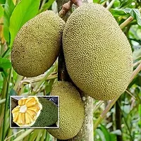 Platone Jack Fruit Plant Pathamuttam Red Jackfruit-thumb1