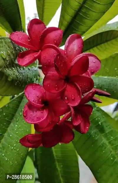 Platone Plumeria Plant Plumeeria (Chapa) Red Flower