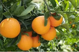 Platone Orange Plant Orange Fruit Plant-thumb2