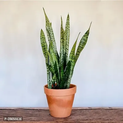 Platone Snake Plant SNAKE PLANT-thumb0