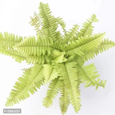 Platone Fern Plant fern10