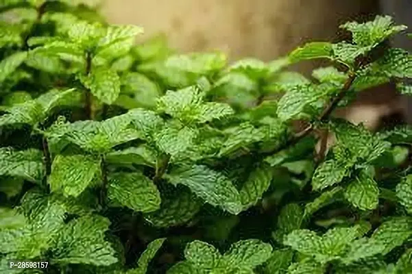 Platone Mint Plant MINT PLANT O988