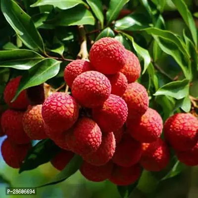 Platone Litchi Plant Litchi EarlyMojaffar Pur Variety Lychee Fruit (Air layeredGrafted)