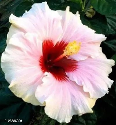 Platone Hibiscus Plant Hibiscus Plant