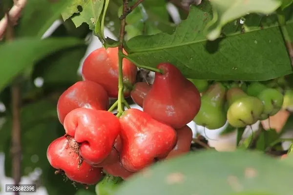 Platone Jamun Plant Java Apple, Makopa, Jambu Klampok, Chomphu-khieo, Jambu Semarang 003