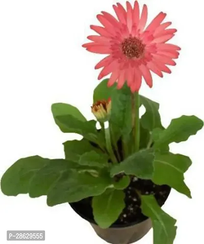 Platone Gerbera Plant gerbera plant 0015-thumb0