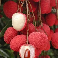 Platone Litchi Plant Litchi BombaiMumbai variety Lychee Fruit (Air layeredGrafted) Live PlantsTree-thumb1