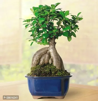 Platone Ficus Plant Chinese banyanChinese GemMoneyficus Microcarpa live plantV-4-thumb0