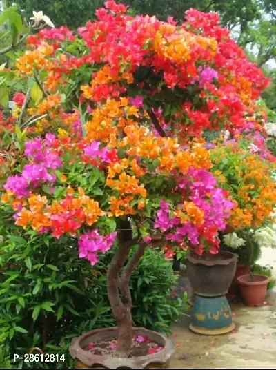 Platone Baugainvillea Plant Bougainvillea Plant Kagaj Flower Live Plant FP100137