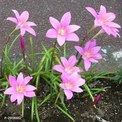 Platone Lily Plant rain lily plant-thumb0