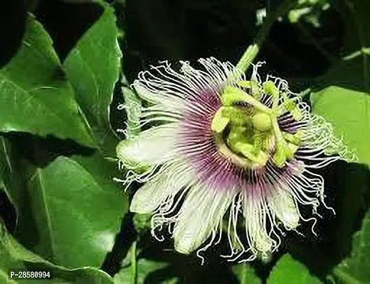 Platone Passion Plant Passion fruit