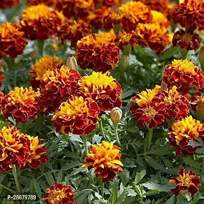 Platone Marigold Plant Marigold plant 80