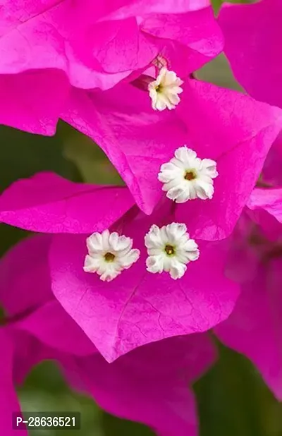 Platone Baugainvillea Plant Climbing Bougainvillea Pink Flower Plant-thumb0