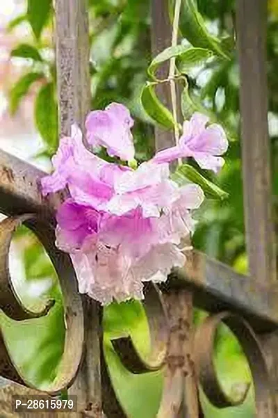 Platone Turtle Vine Plant GARLIC VINE PLANT QW