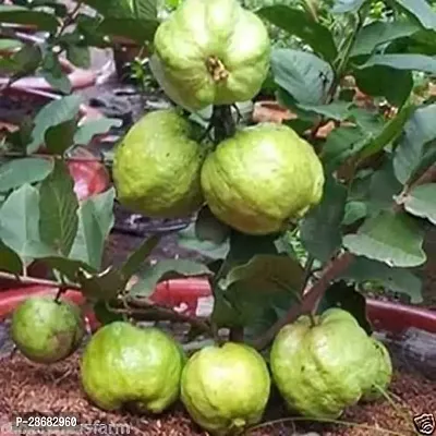 Platone Guava Plant Guava Ruby Supreme PLANT-103-thumb0