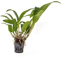 Platone Lily Plant tree86-thumb1