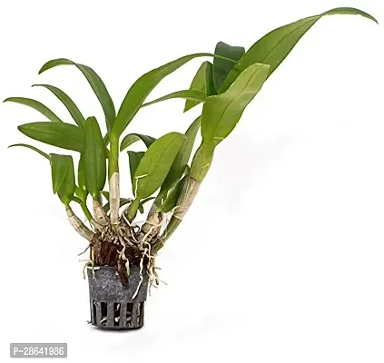 Platone Lily Plant tree86-thumb2