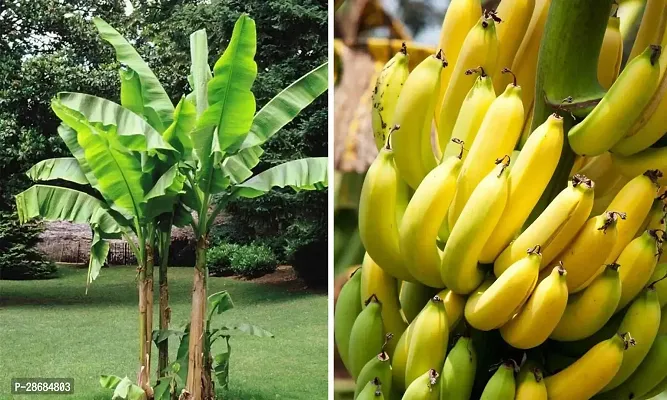 Platone Banana Plant YELLOW BANANA FRUIT PLANTS-thumb2