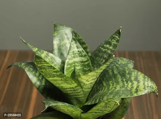 Platone Snake Plant Dracaena trifasciata-thumb0