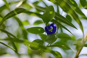 Platone Aparajita Butterfly Pea Plant Aparijitabutterfly peanilkanta flower live plantV-3-thumb2