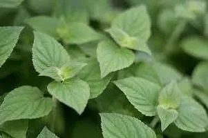 Platone Mint Plant MINT PLANT OKHY-thumb1