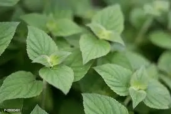 Platone Mint Plant MINT PLANT OKHY-thumb2