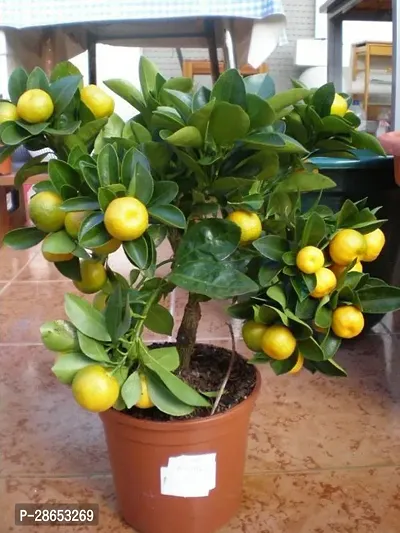 Platone Lemon Plant Lemon plant-5