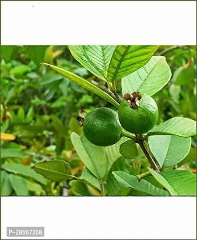 Platone Guava Plant Apple Guava Plant