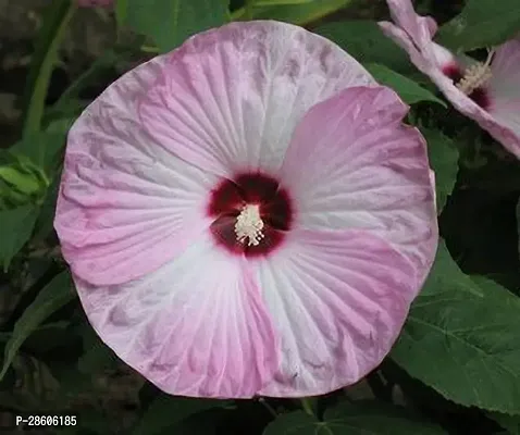 Platone Hibiscus Plant GSDLANTOJ_1307-thumb0