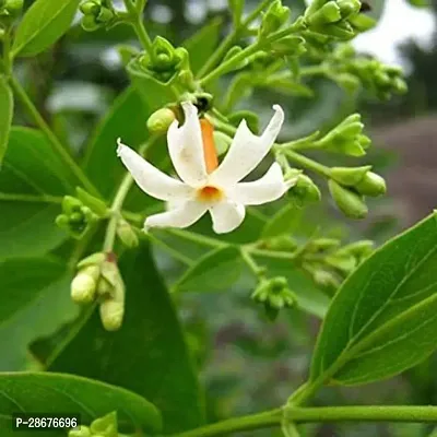 Platone ParijatHarsingar Plant Parijat Flower PlantShiuli a16-thumb0