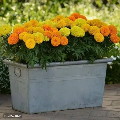 Platone Marigold Plant Marigold Plant2