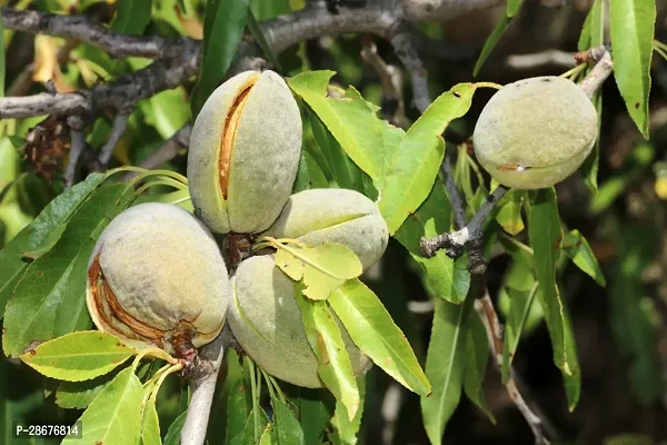 Platone Almond Plant Almond Life Plant-thumb0