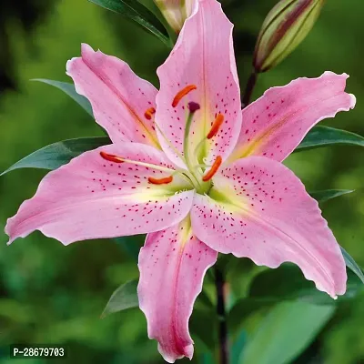 Platone Lily Plant Tiger Lily Orange Flower Like Pretty Plant-thumb2