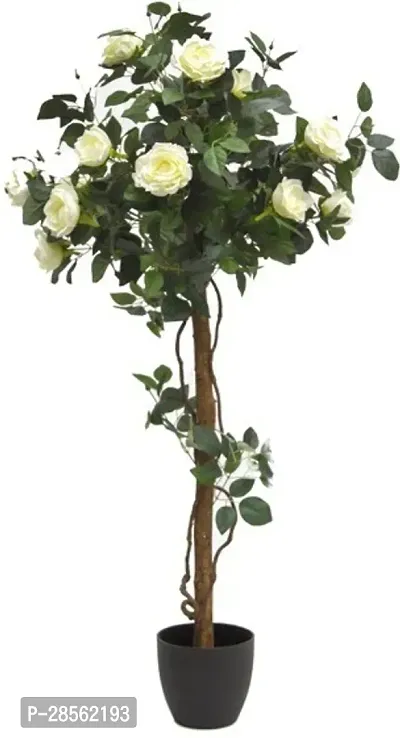 Platone Rose Plant White Rose Royal2