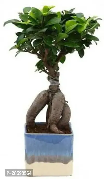 Platone Ficus Plant 08775-thumb3