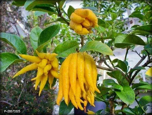 Platone Lemon Plant Buddhas Palm Lemon Live Plant.-thumb2