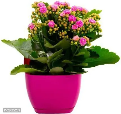 Platone Kalanchoe Plant Hybrid pink kalanchoo plant