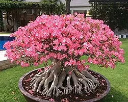 Platone Adenium Plant Arabicum Adenium Plant-thumb1