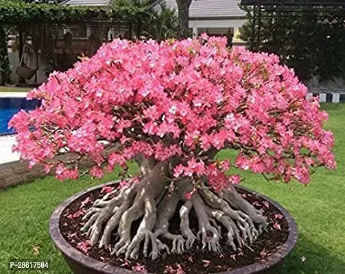 Platone Adenium Plant Arabicum Adenium Plant-thumb2