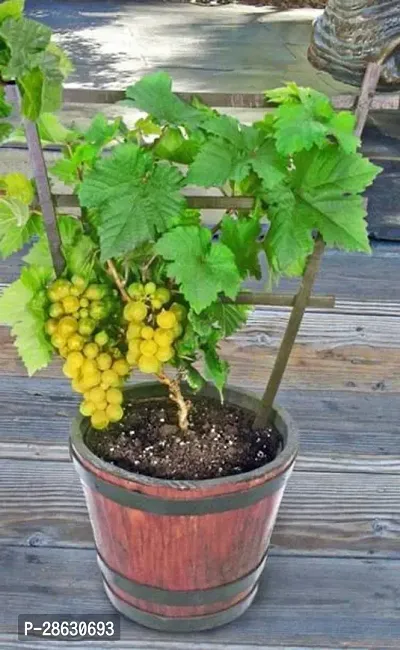 Platone Grape Plant 1gg1-thumb0